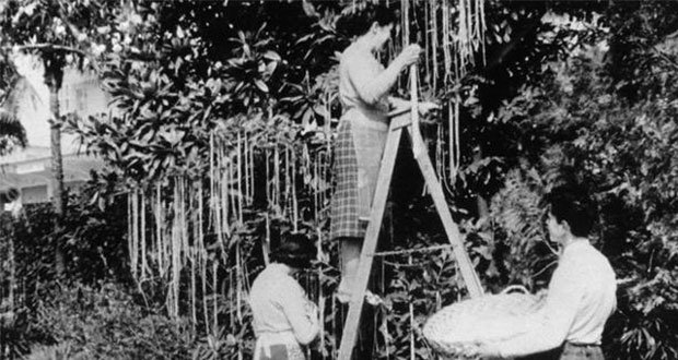 Î ÏÏÏαÏÏιλιά, Ïο Îθιμο με Ïα αθÏα ÏÎμαÏα | ΤÏÏοι και ΤÏÏÏοι